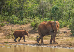 African Savannah elephants at a waterhole