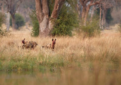 Wild dogs hunting desperate impalas in KwaZulu Natal