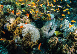 Marine life in Mozambique