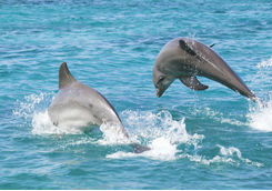 Playful bottle-nosed dolphins