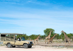 Game drive at Onguma