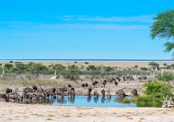 Onguma watering hole