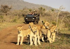 Game drive with lions