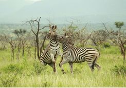 Zebra at Thanda