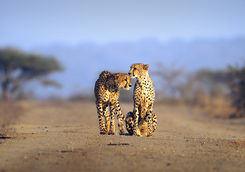 Thanda cheetah