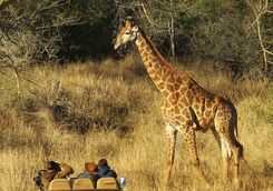 Thanda game drive with giraffe