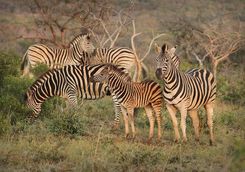 Thanda zebra