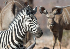 Zebra in Ongava