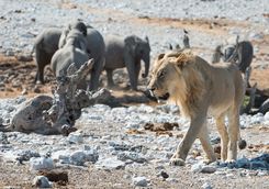 Lion at Ongava