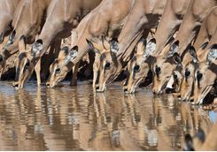 Antelope at Ongava
