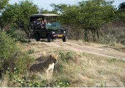 Ongava wilderness safari