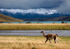 guanaco at laguna azul