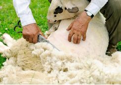 shearing sheep