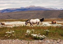 horses eating in meadow