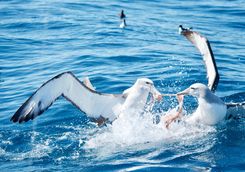 fighting albatross