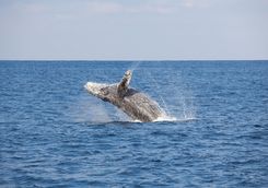 humpback whale breach
