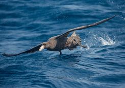 southern giant petrel taking off