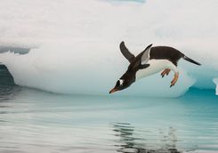 gentoo penguin jumping in water