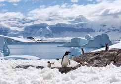 home of penguins