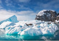 weddell seals rest on an iceberg