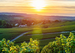 Champagne vineyards at sunset