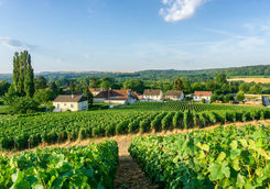 Row vine grape in Champagne vineyards at Montagne de Reims