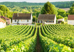 Row vine grape in Champagne vineyards