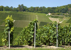 Vineyards in Hautvillers
