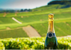 Champagne bottle in a vineyard