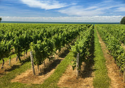 Wine vineyard on a sunny day
