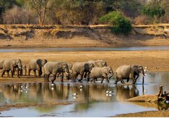 Elephant herd crossing river