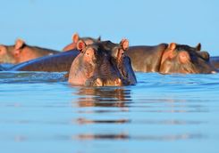 Hippo in the water