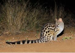 Large spotted Genet at night