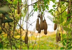 The ripe fruit of the sausage tree