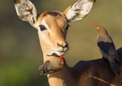 Impala being groomed by ox peckers