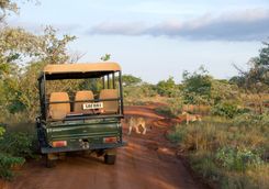 Lion crossing a path