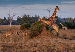 Giraffes