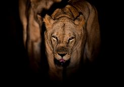 Lion during the night