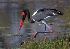 Saddle billed stork