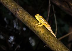 Chameleon lying on a tree