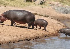Hippos going out of a river