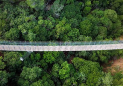 Capilano suspension bridge surrounded by green forest