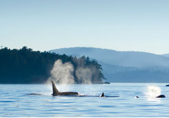 Orcas swimming near Victoria
