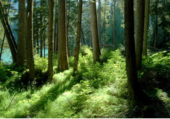 Cheakamus lake near Victoria
