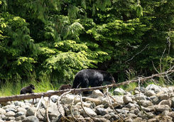 Mother black bear with two cubs walking along trees