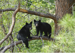 Two bears cubs sitting on a tree branch