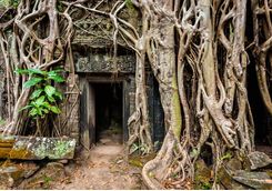 tree roots gripping the stonework