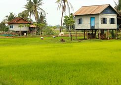 rice paddles and traditional houses