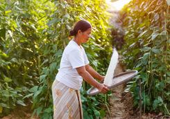 farmer asian threshed rice to remove chaff