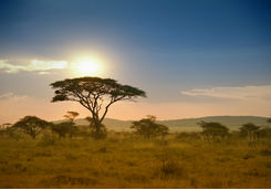 Acacias trees in the sunset